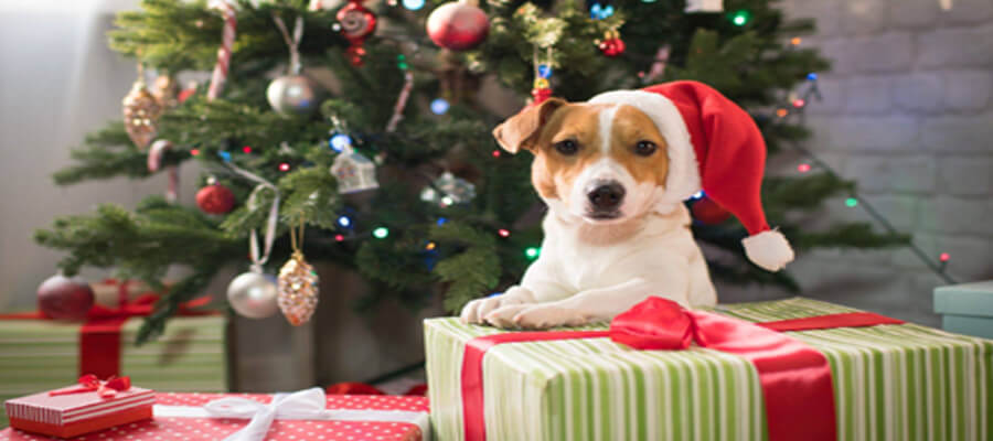 How to Make Your Dog’s First Christmas Special